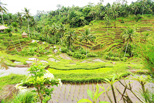 Фотосерия: гео, Индонезия