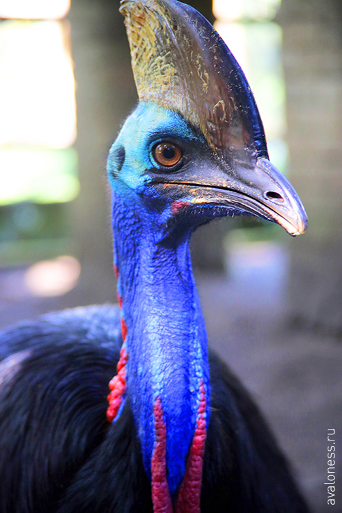 Фотограф в путешествие. Индонезия. Бали