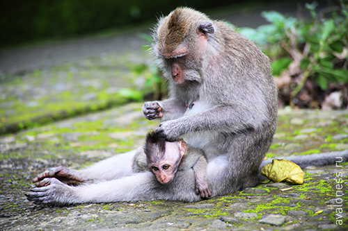 Фотограф в путешествие. Индонезия. Бали