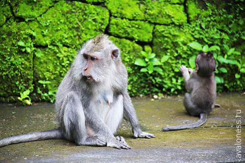 Фотограф в путешествие. Индонезия. Бали