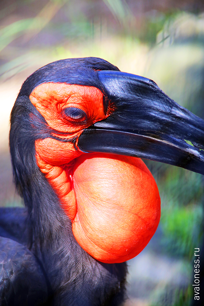 Фотограф в путешествие. Индонезия. Бали