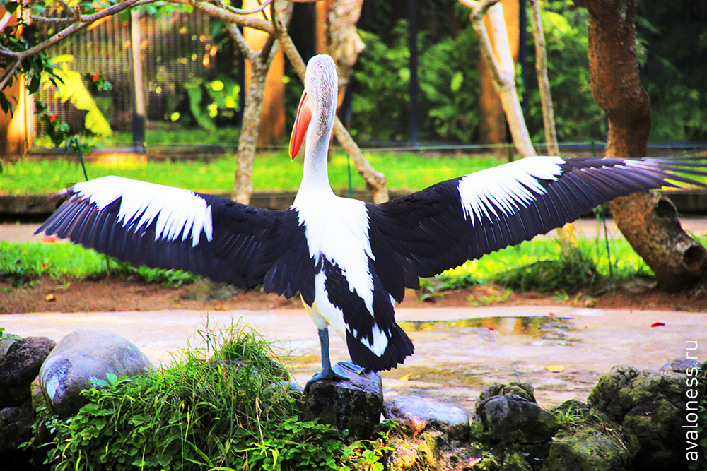 Фотограф в путешествие. Индонезия. Бали