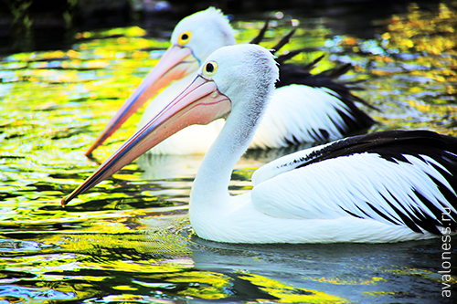 Фотограф в путешествие. Индонезия. Бали