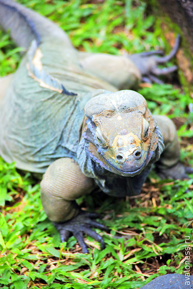Фотограф в путешествие. Индонезия. Бали