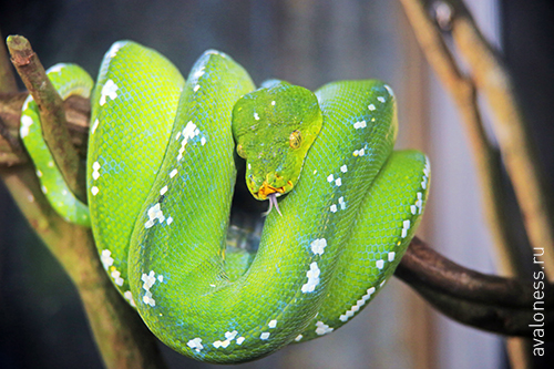 Фотограф в путешествие. Индонезия. Бали