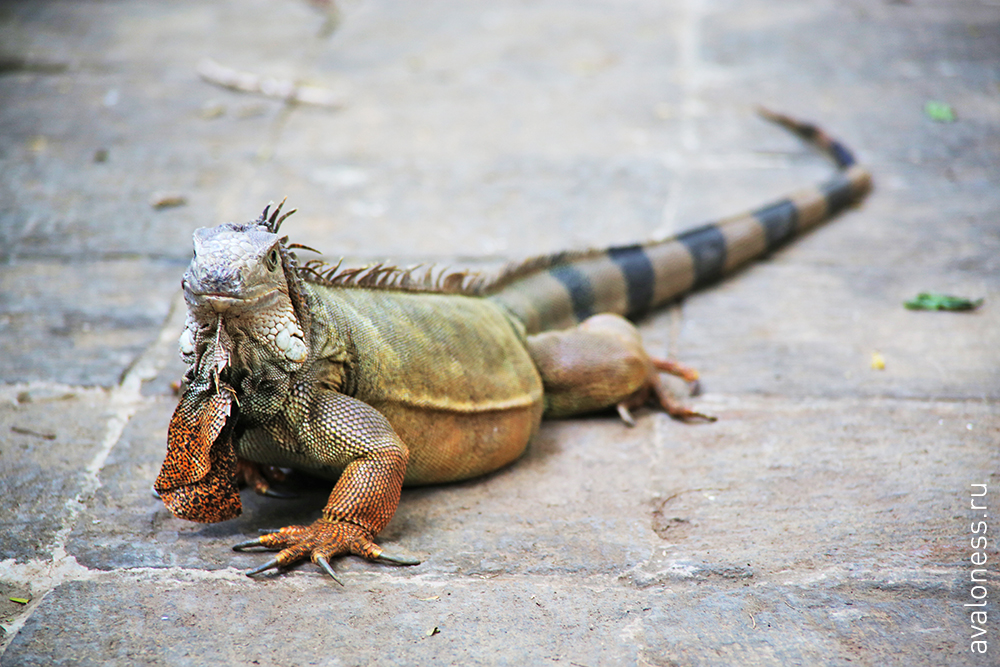 Фотограф в путешествие. Индонезия. Бали