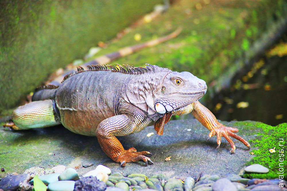 Фотограф в путешествие. Индонезия. Бали